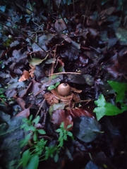 Geastrum