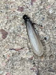 Anacanthotermes ubachi