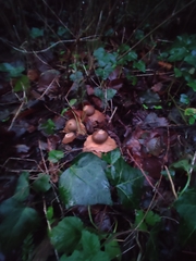Geastrum