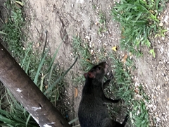 Dasyprocta fuliginosa