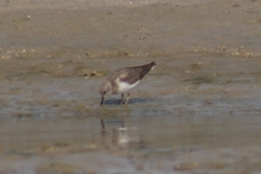 Calidris temminckii