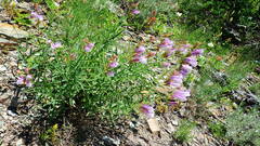 Penstemon lyallii