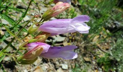 Penstemon lyallii