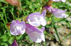 Penstemon lyallii