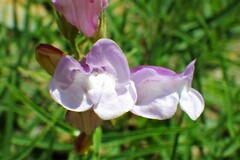 Penstemon lyallii