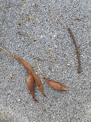 Parkinsonia aculeata