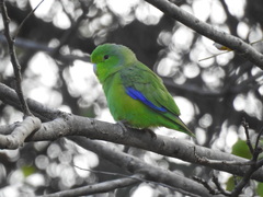 Forpus xanthopterygius