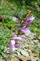 Penstemon lyallii