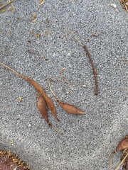 Parkinsonia aculeata