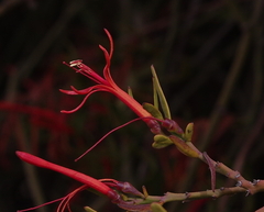 Tristerix verticillatus