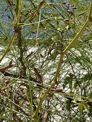 Parkinsonia aculeata