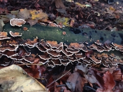 Trametes versicolor
