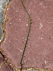 Parkinsonia aculeata