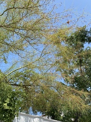 Parkinsonia aculeata