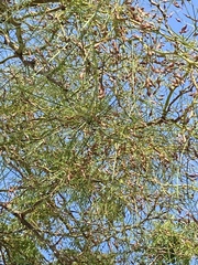 Parkinsonia aculeata