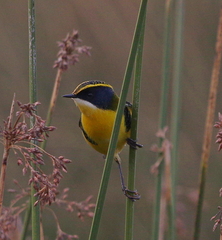 Tachuris rubrigastra