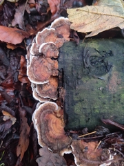 Trametes versicolor