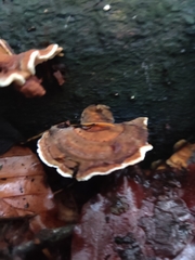 Trametes versicolor