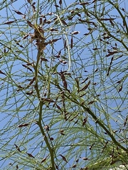 Parkinsonia aculeata