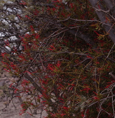 Tristerix verticillatus