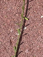 Parkinsonia aculeata