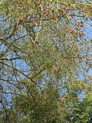 Parkinsonia aculeata