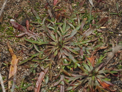 Plantago coronopus