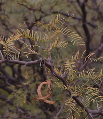 Prosopis chilensis