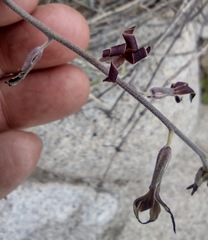 Lyrocarpa coulteri