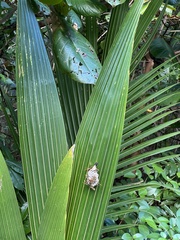 Polistes crinitus