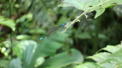 Acanthagrion