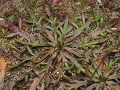 Plantago coronopus