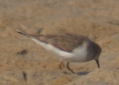 Calidris temminckii