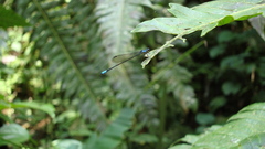 Acanthagrion