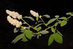 Ceanothus integerrimus macrothyrsus