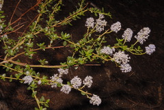 Ceanothus parvifolius