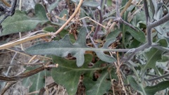 Lyrocarpa coulteri
