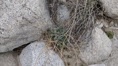 Lyrocarpa coulteri