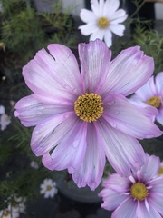 Cosmos parviflorus