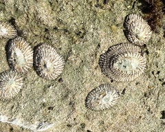Siphonaria naufragum