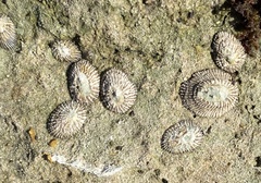 Siphonaria naufragum