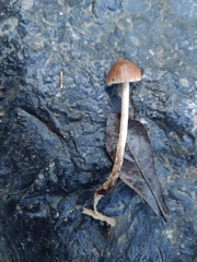Psathyrella corrugis