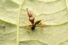 Indopadilla vimedaba