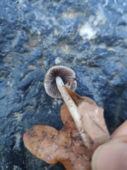Psathyrella corrugis