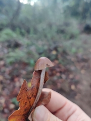 Psathyrella corrugis