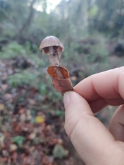 Psathyrella corrugis