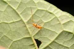 Cimicomorpha