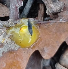 Loranthus europaeus