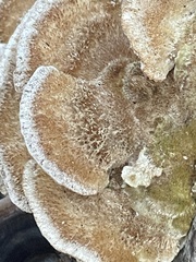 Trametes trogii