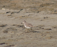 Calidris minuta